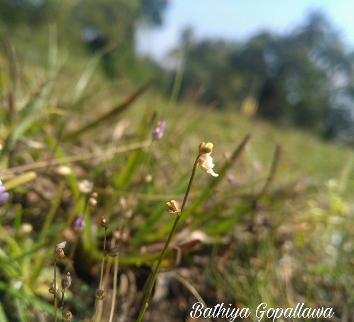 Utricularia caerulea L.